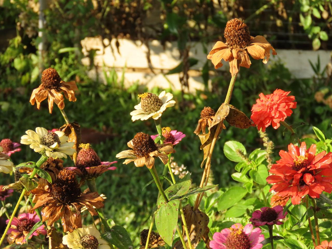 Pourquoi ces fleurs sont-elles idéales pour vos contenants ?