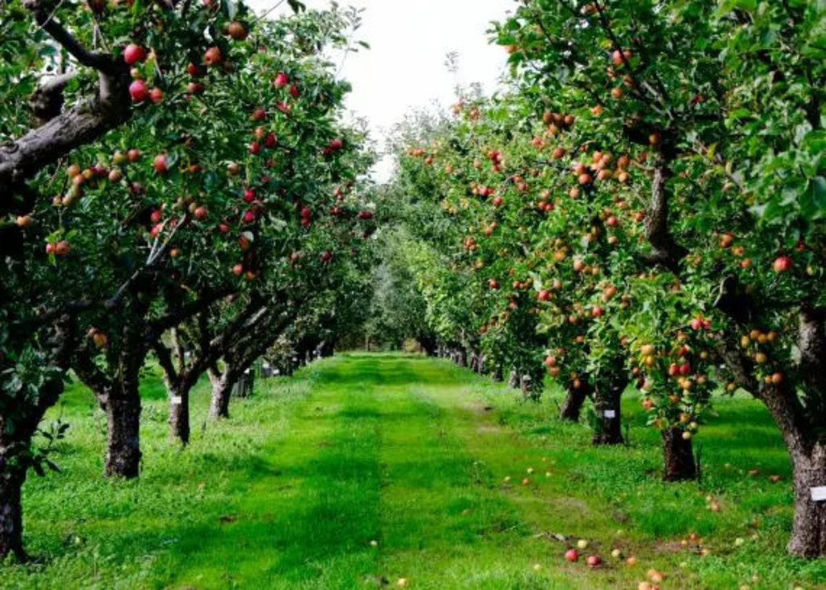 Pourquoi choisir des arbres à floraison longue durée ?