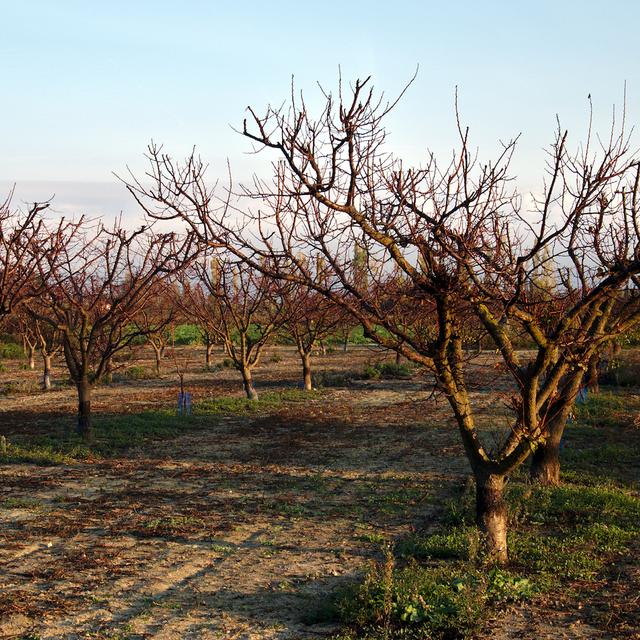 Pourquoi choisir des arbres fruitiers à racines nues résista