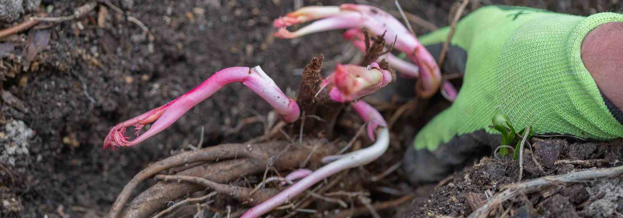 Pourquoi choisir des arbres fruitiers à racines nues ?