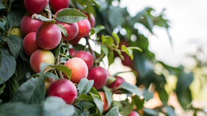 Pourquoi choisir des arbres fruitiers pour un petit jardin ?