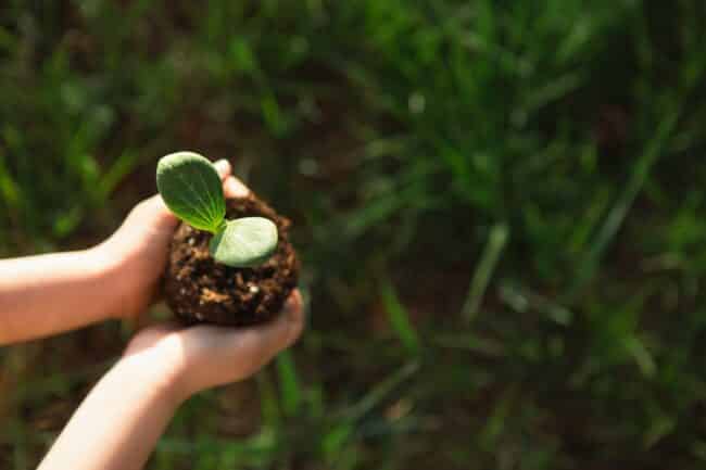 Pourquoi choisir des plantes spécifiques autour d’un brasero