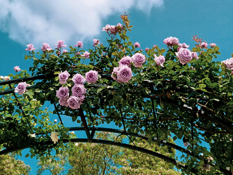 Pourquoi choisir des rosiers hybrides de thé pour votre jard