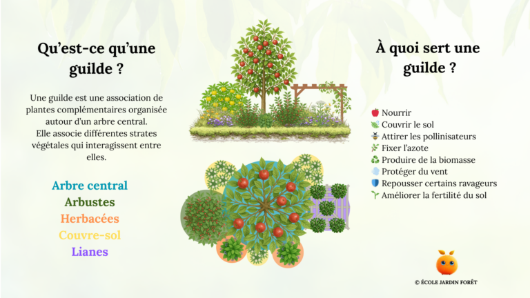 Pourquoi choisir le kumquat pour une culture en pot en Franc