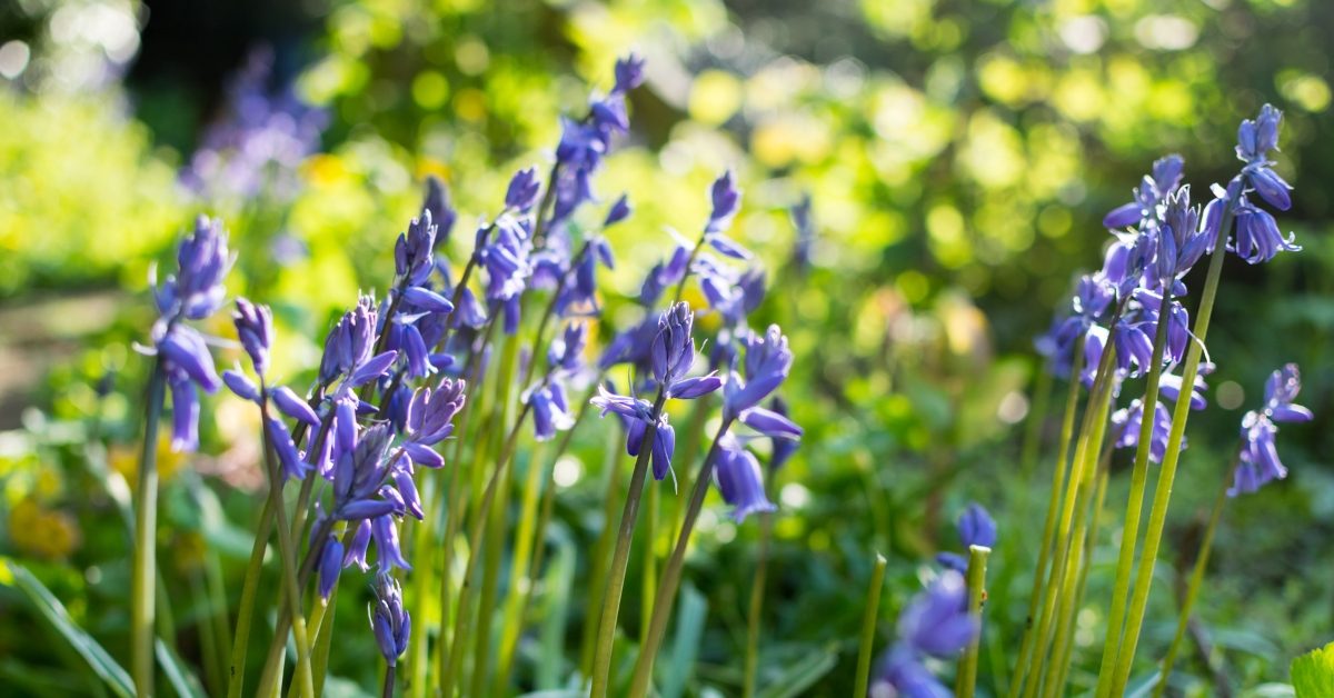 Pourquoi choisir les jacinthes d’Espagne pour votre jardin ?