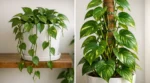 Pourquoi choisir un petit arbre en pot ? Un atout pour votre