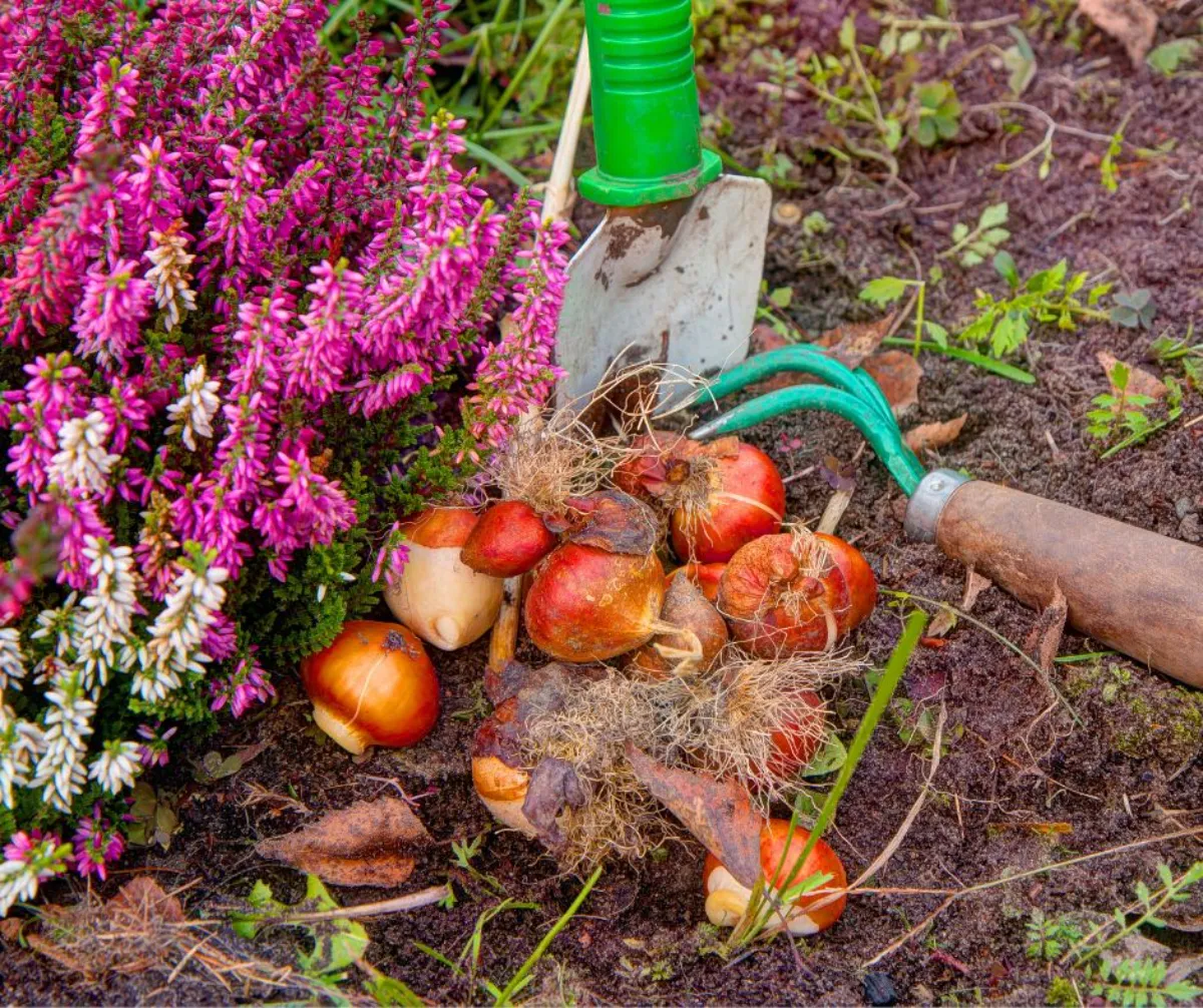 Pourquoi conserver les bulbes de tulipes ? Une question de s
