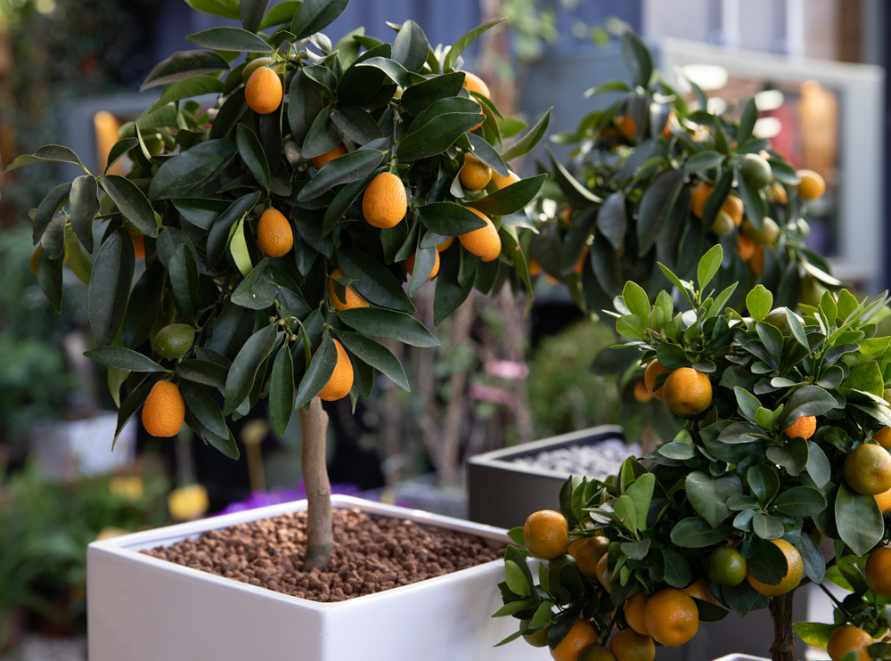 Pourquoi cultiver des arbres fruitiers sur une terrasse ?