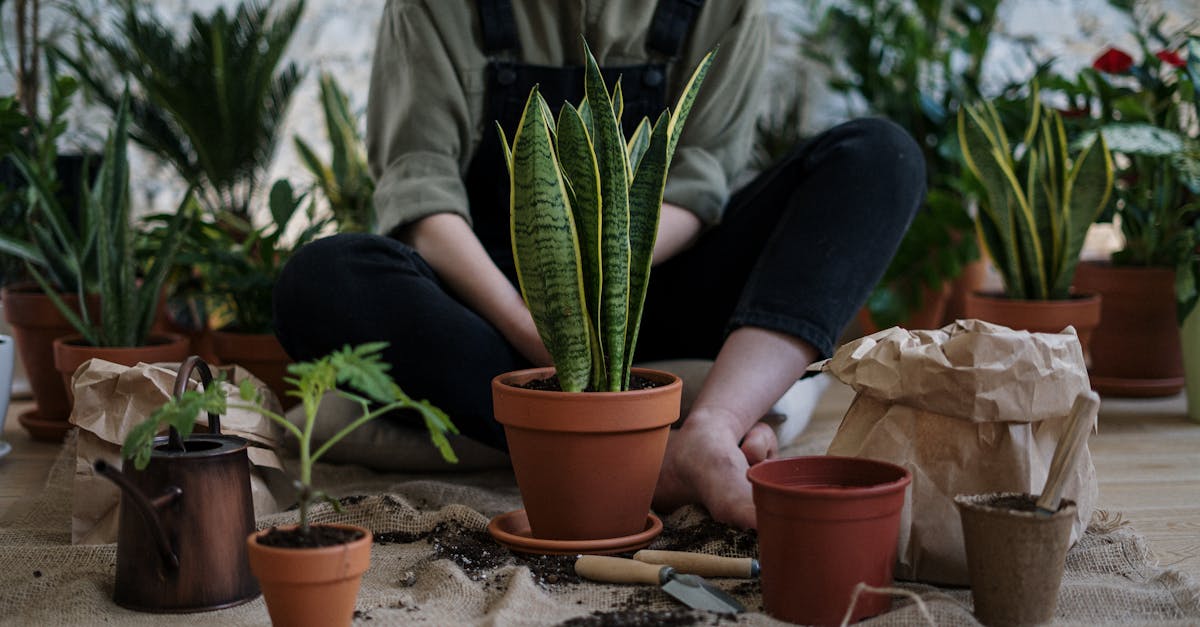 Pourquoi cultiver des feuilles vertes à l’intérieur ?