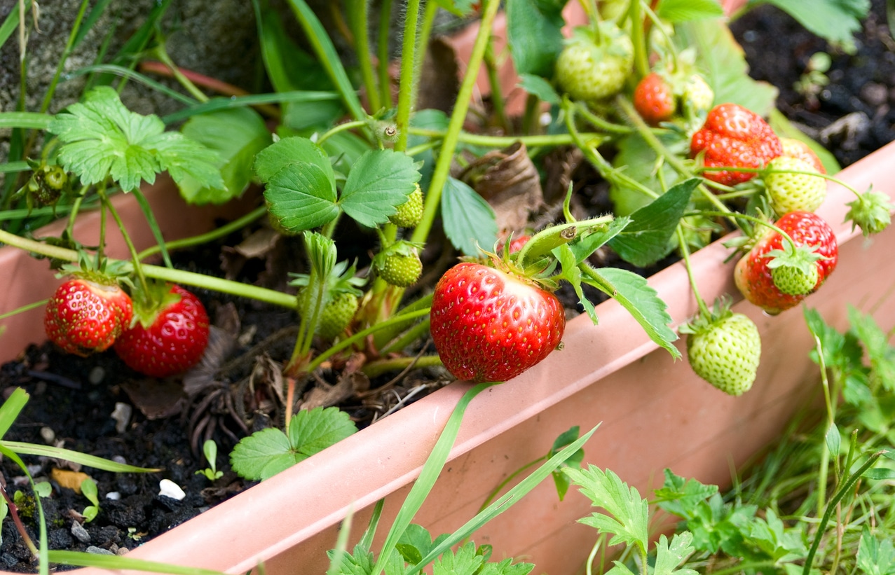 Pourquoi cultiver des fraises en intérieur en France ?