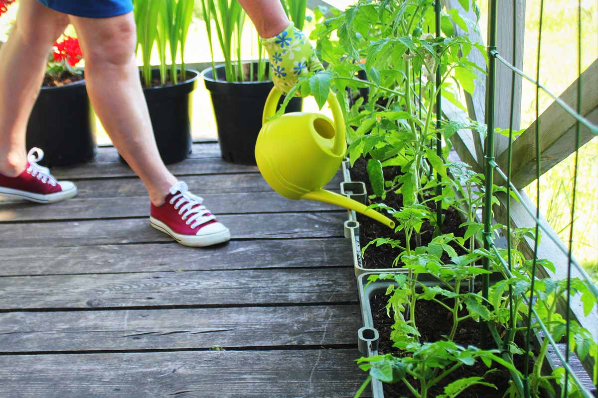 Pourquoi cultiver des fruits et légumes en conteneurs ? Un d