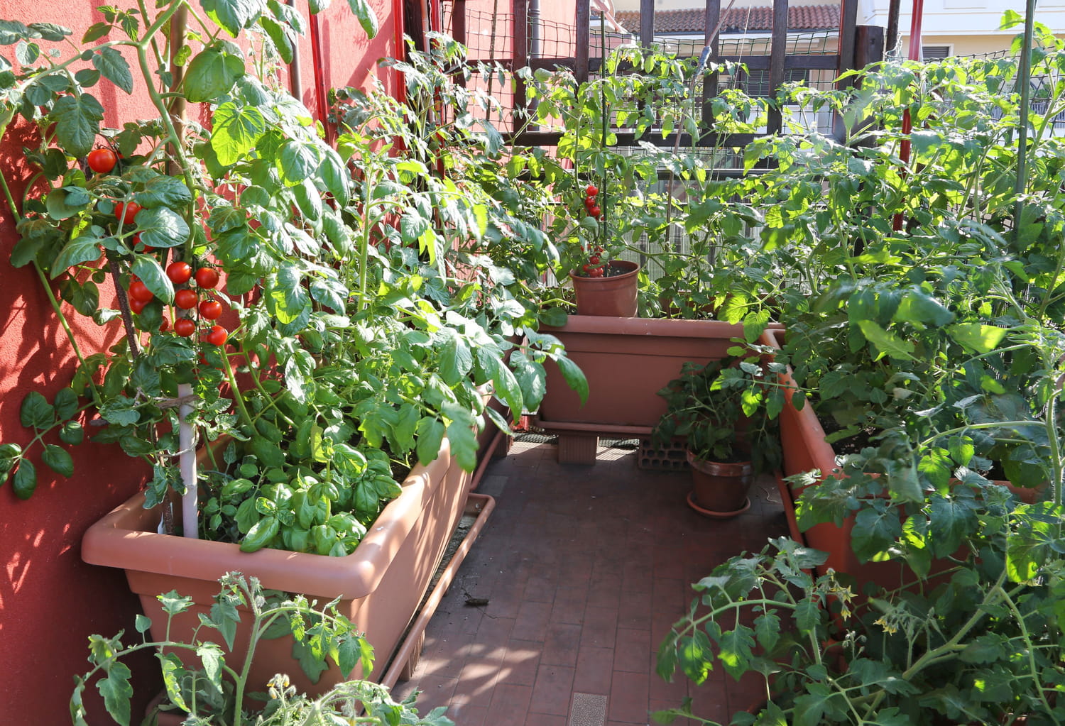 Pourquoi cultiver des légumes en pots sur son balcon ?