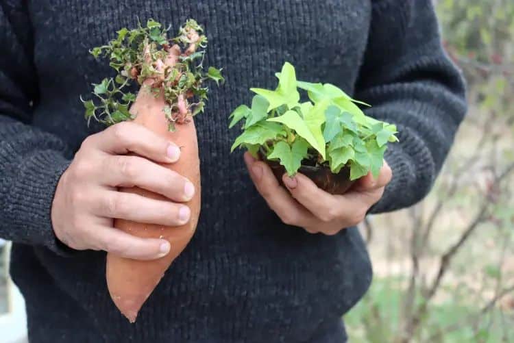Pourquoi cultiver des patates douces en intérieur en France 
