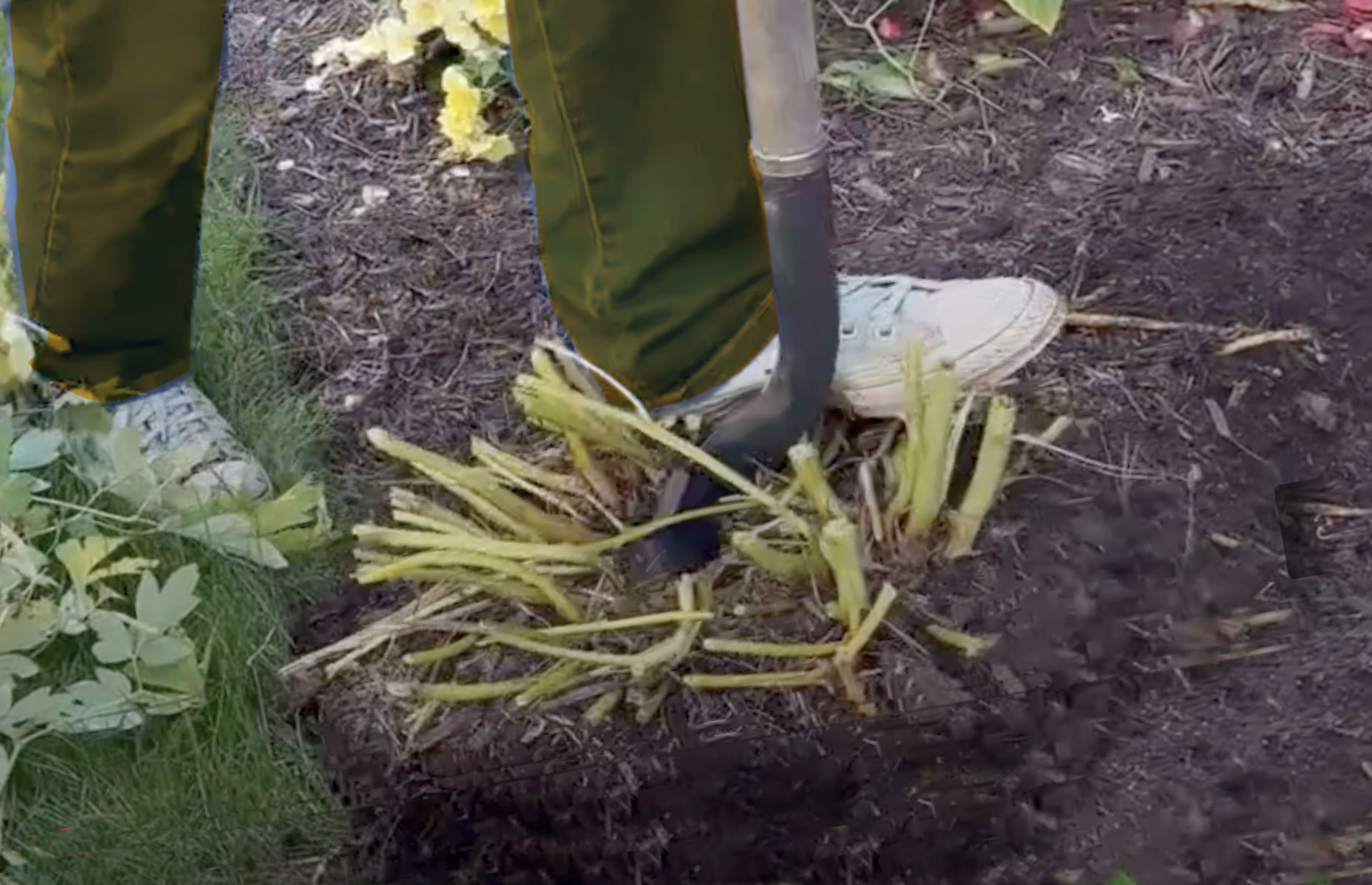 Pourquoi diviser vos hostas au printemps ?