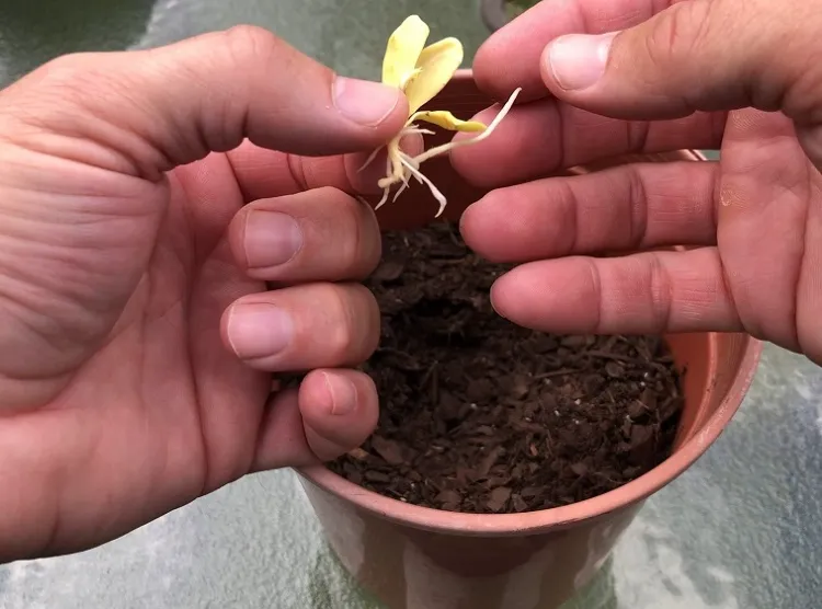 Pourquoi faire pousser des arbres fruitiers à partir de pépi