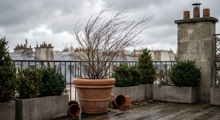 Pourquoi jardiner en janvier ? Un défi relevé par les expert
