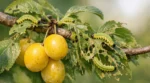 Pourquoi l’arrosage est crucial pour votre citronnier Meyer