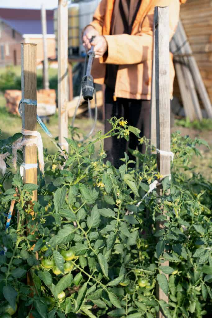 Pourquoi la chaleur extrême stresse vos tomates