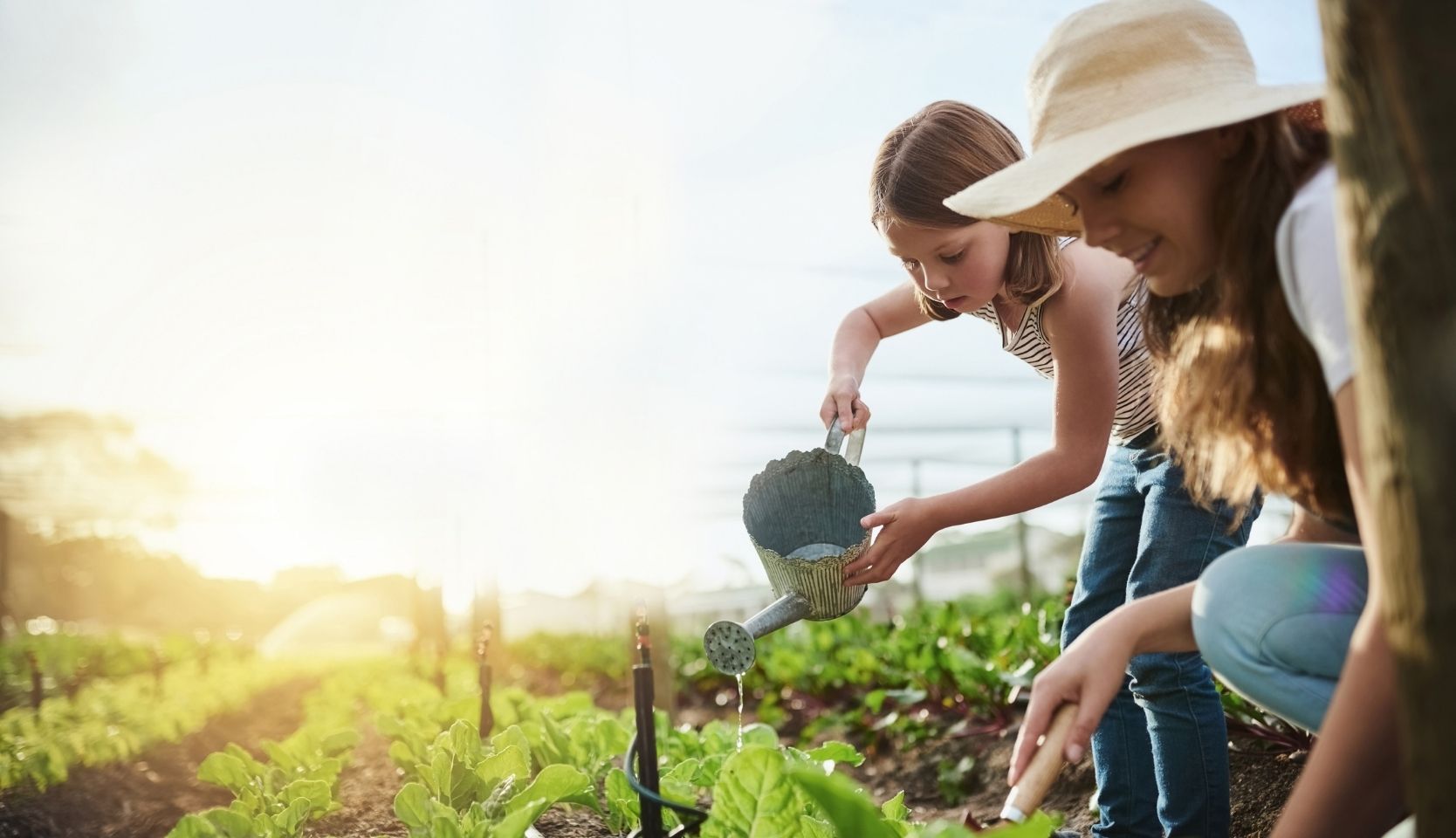 Pourquoi la date de semis influence-t-elle le goût des carot
