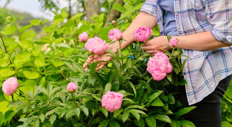 Pourquoi la fin de l’hiver est cruciale pour vos pivoines