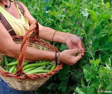 Pourquoi la récolte des petits pois est un art subtil