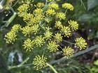 Pourquoi le fenouil est-il un voisin difficile au potager ?