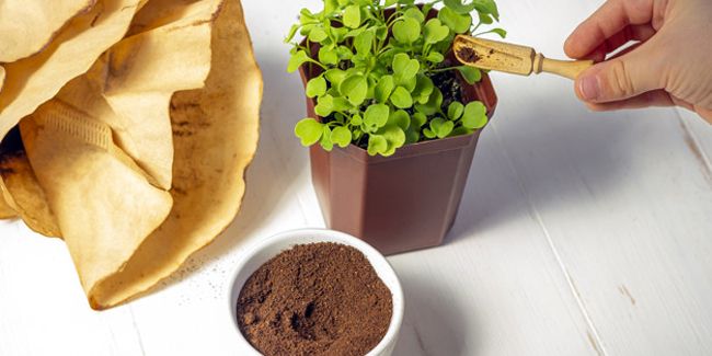 Pourquoi le marc de café est-il un trésor pour votre jardin 