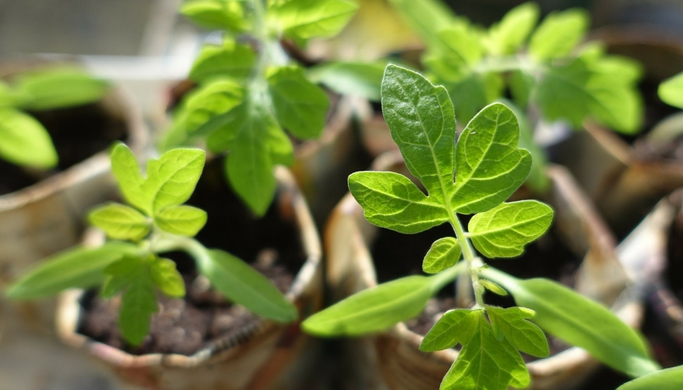 Pourquoi le moment d’arrosage est crucial pour vos tomates