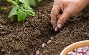 Pourquoi les plantes de remplissage sont essentielles dans v