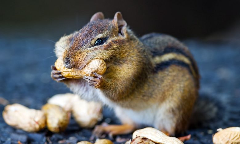 Pourquoi les tamias et écureuils roux envahissent-ils votre 
