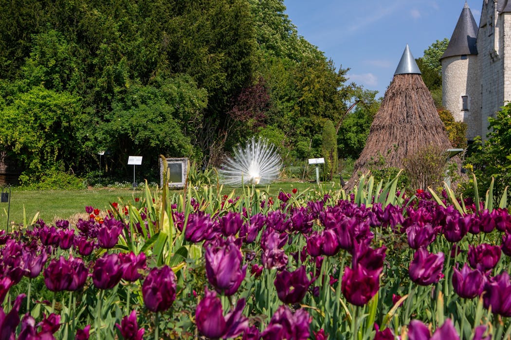 Pourquoi les tulipes sont-elles reines de nos jardins frança