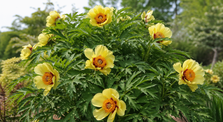 Pourquoi multiplier les pivoines de Pâques ?