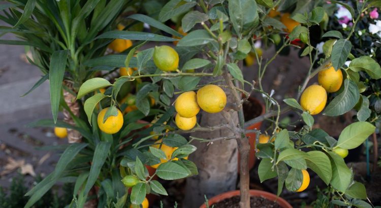 Pourquoi propager un citronnier ? Un geste d’autonomie et de