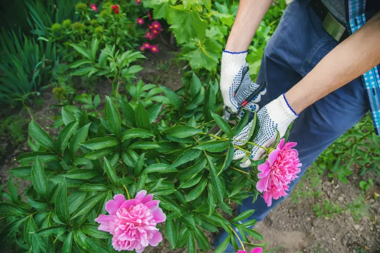 Pourquoi tailler les pivoines après la floraison ?