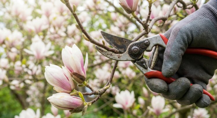 Pourquoi tailler un magnolia ou un arbre à fleurs ? Les enje