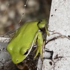 Pourquoi une grenouille s’installe-t-elle dans un pot de pla
