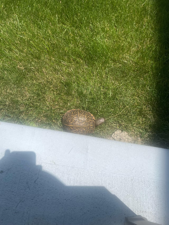 Pourquoi une tortue bébé peut-elle se retrouver dans votre j