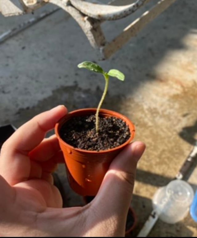 Pourquoi vos feuilles de tomates s’enroulent-elles ? Un diag