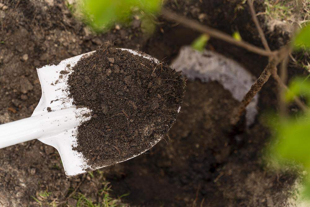 Préparer le sol et les plants pour une plantation réussie