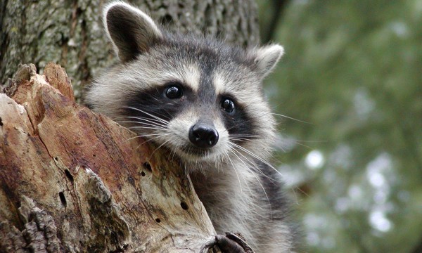 Première règle : ne pas toucher les bébés ratons laveurs