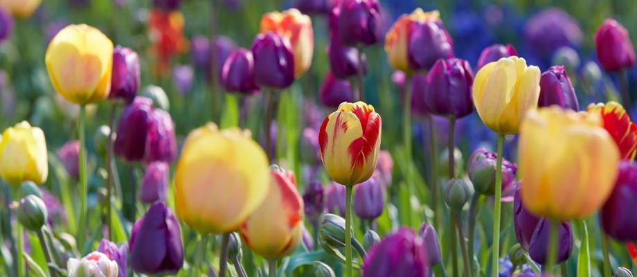 Quand et comment planter les bulbes de tulipes en France ?