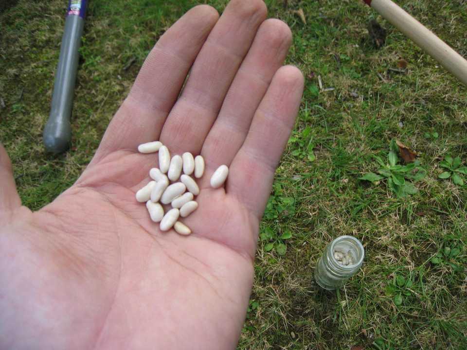 Quand et comment semer les haricots verts en France ?