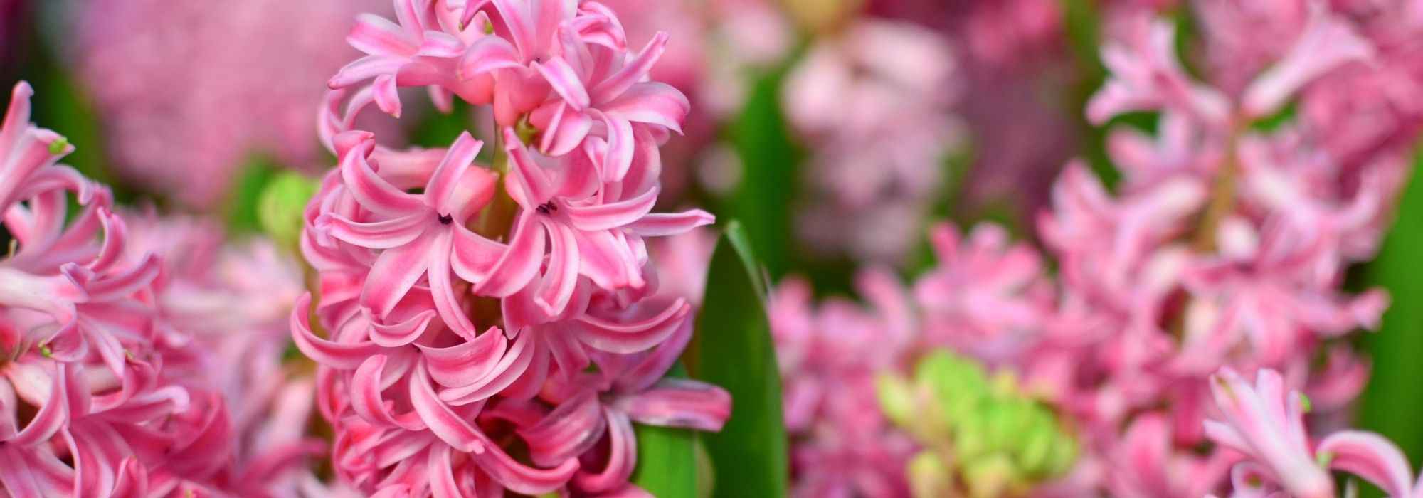 Quand planter les bulbes de jacinthes d’Espagne en France ?