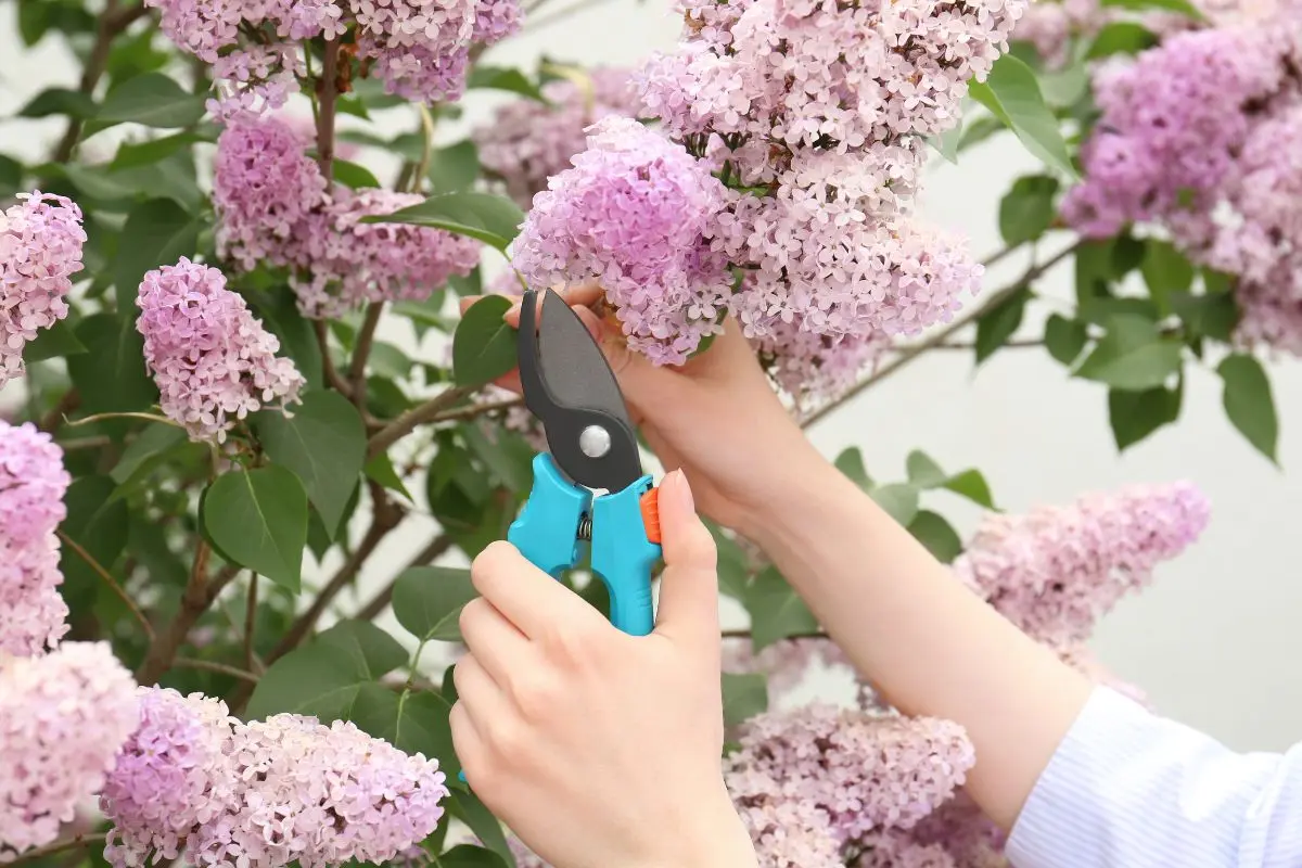 Quand tailler le lilas en France : le bon calendrier