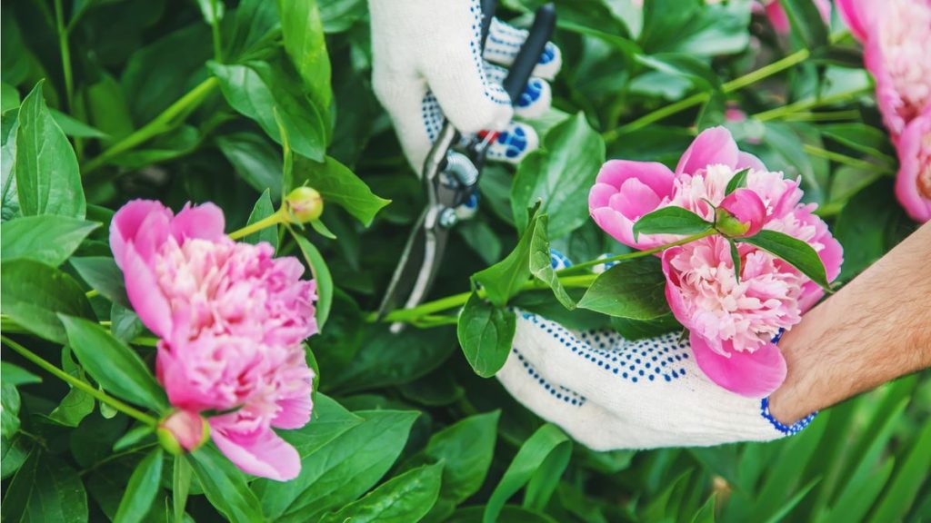 Quand tailler les pivoines en France ?