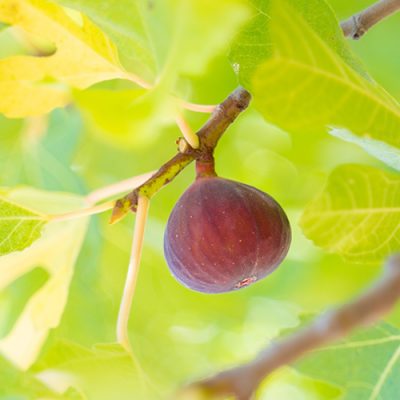 Quelles variétés d'arbres fruitiers peut-on semer sans risqu