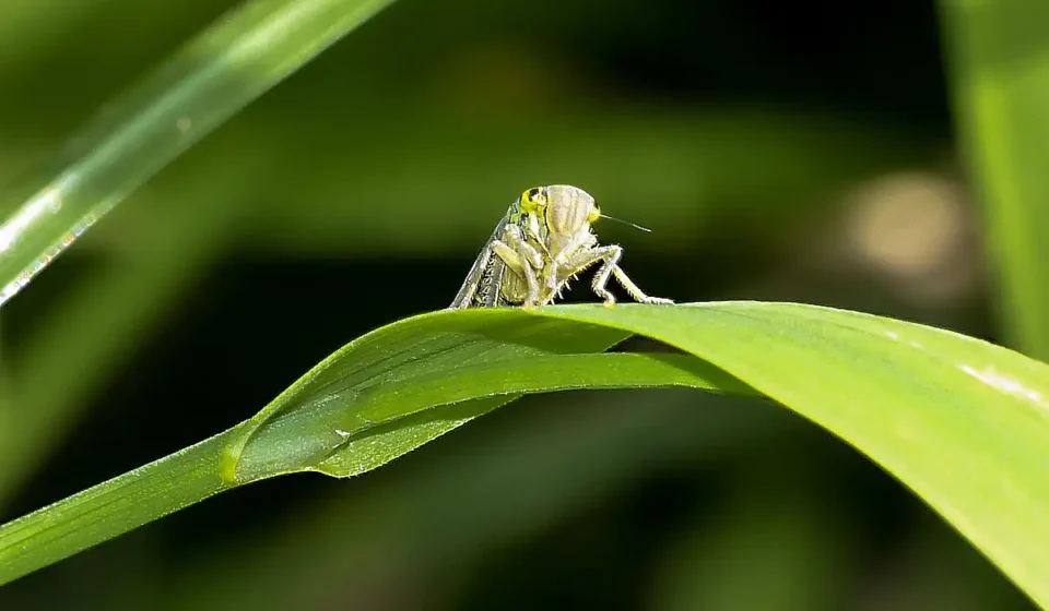 Reconnaître la cicadelle tue-cicadas : un petit insecte aux 