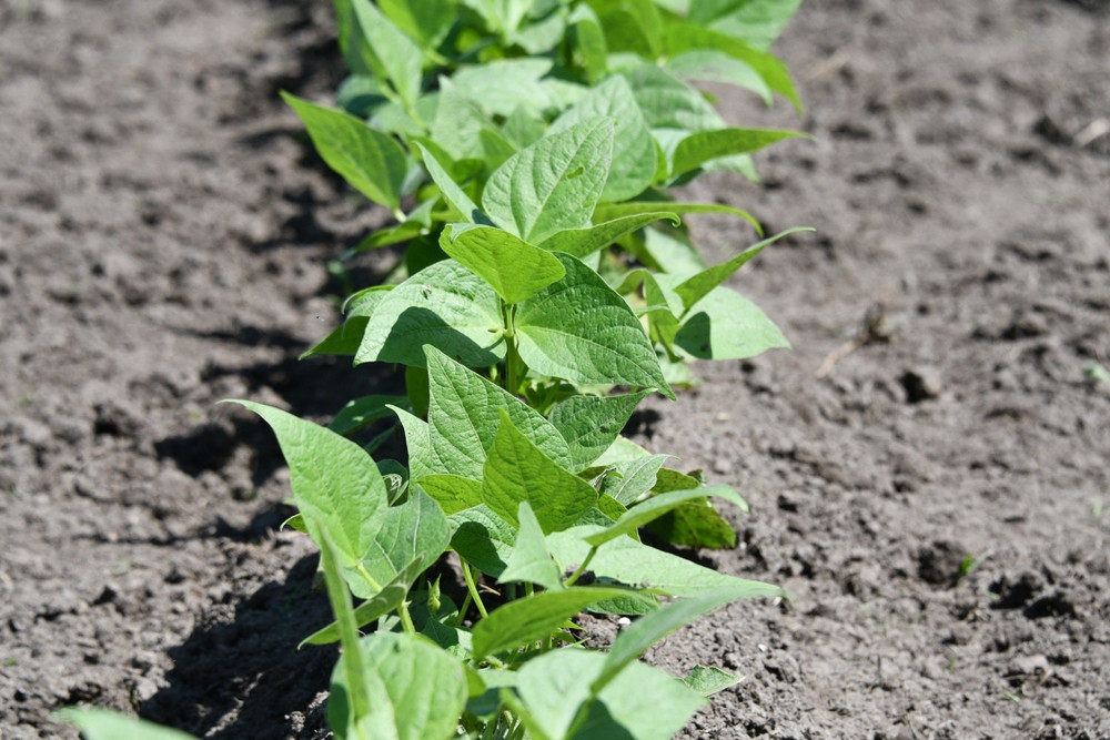 Variétés de haricots verts adaptées au climat français