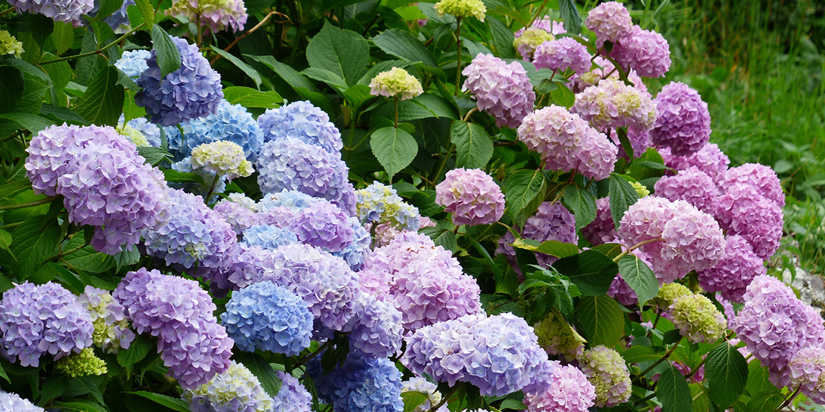 Hortensia paniculata et Weigela : couleur et volume
