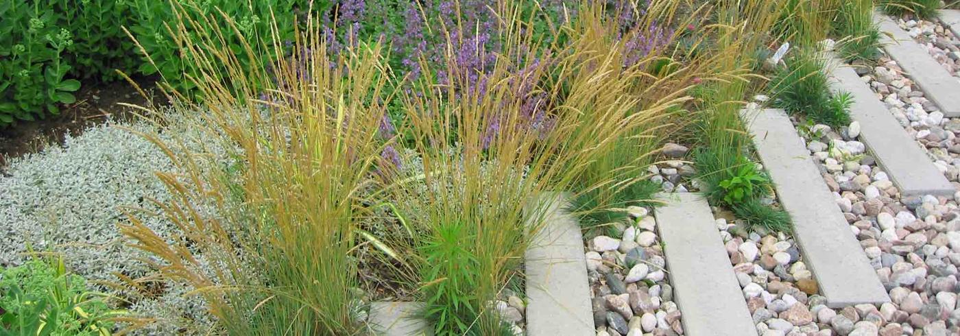 Pourquoi choisir des plantes mediterraneennes